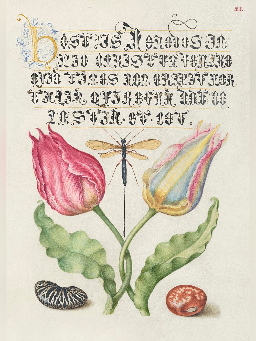 Botanical Print: Two Tulips with Insect 8.5x11